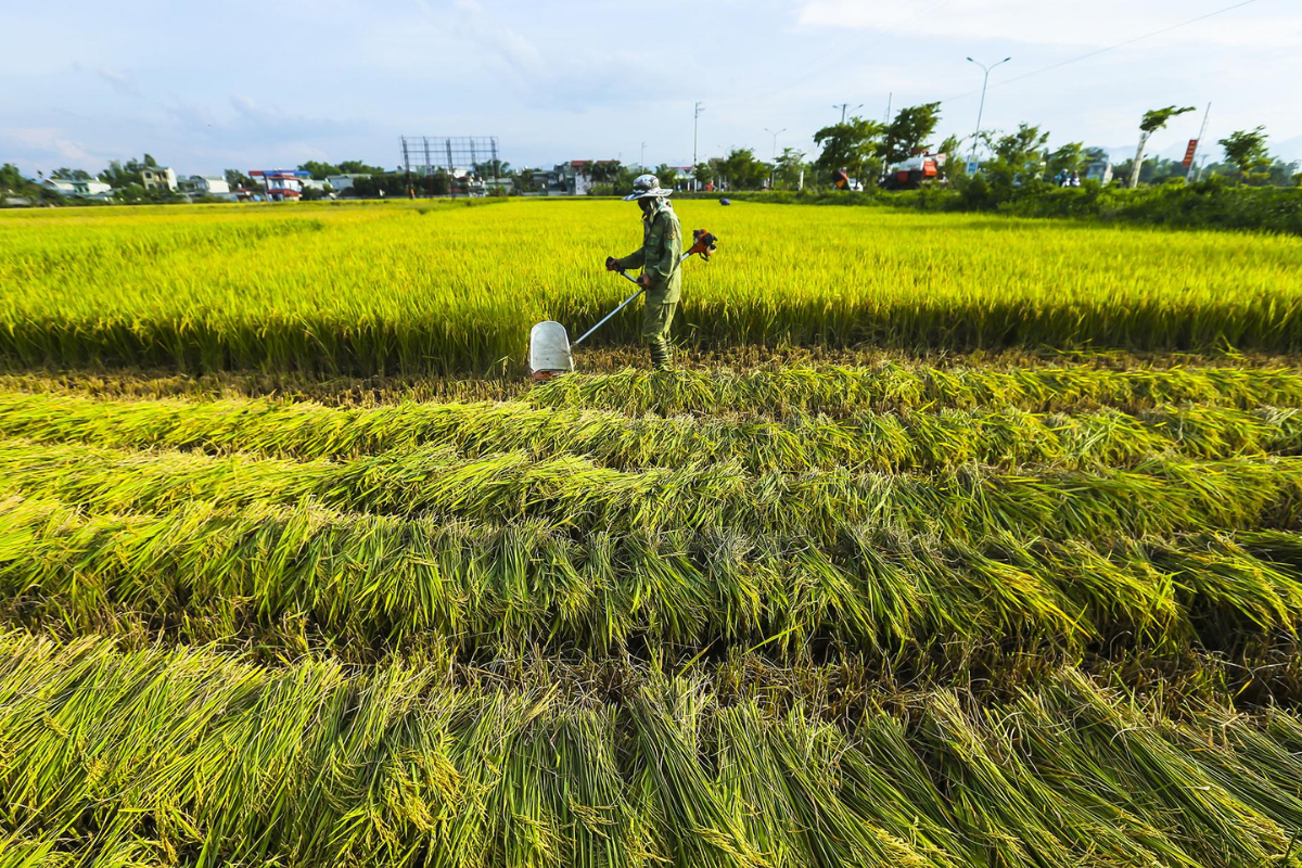 Bright yellow rice fields at peak harvest season in Muong Thanh Valley